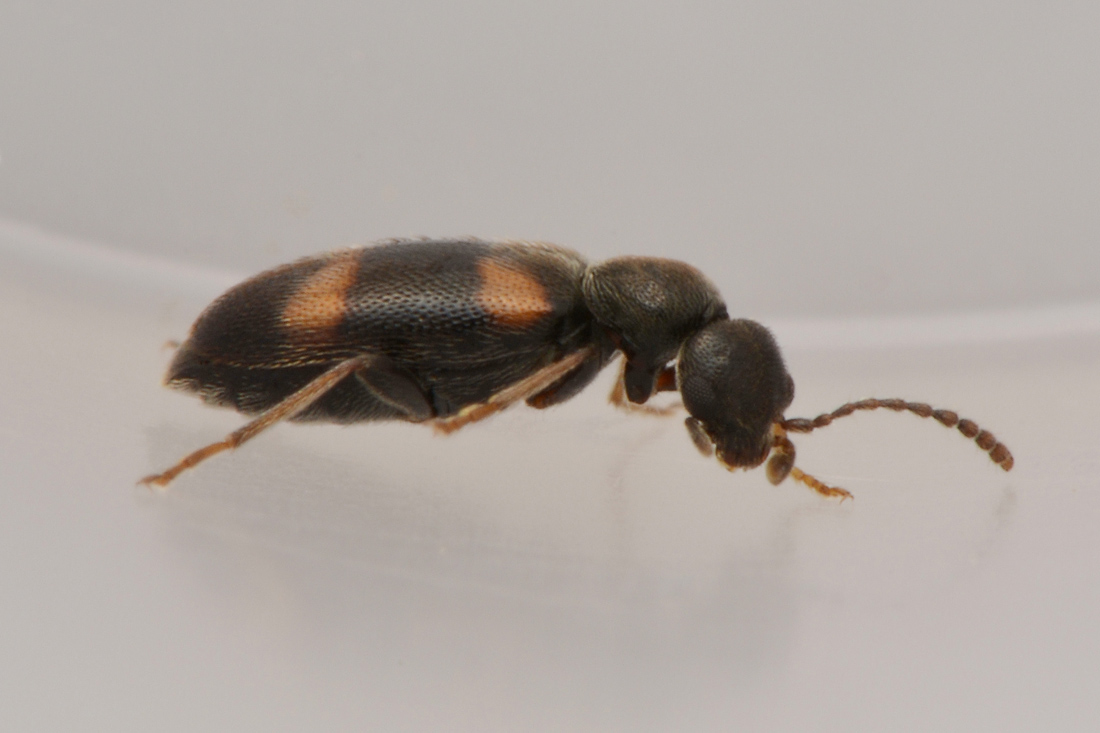 Anthicidae: Anthicus sp?  S,  Anthicus laeviceps